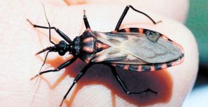 Enfermedad de Chagas: tratamiento médico