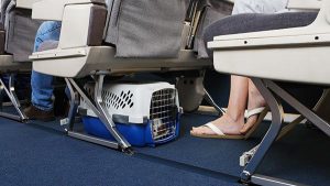 Consejos para viajar en avión con su gato